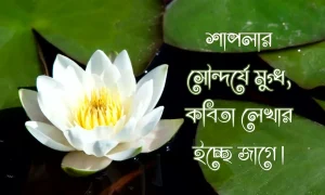 শাপলা ফুল নিয়ে ক্যাপশন, স্ট্যাটাস, উক্তি ও কবিতা
