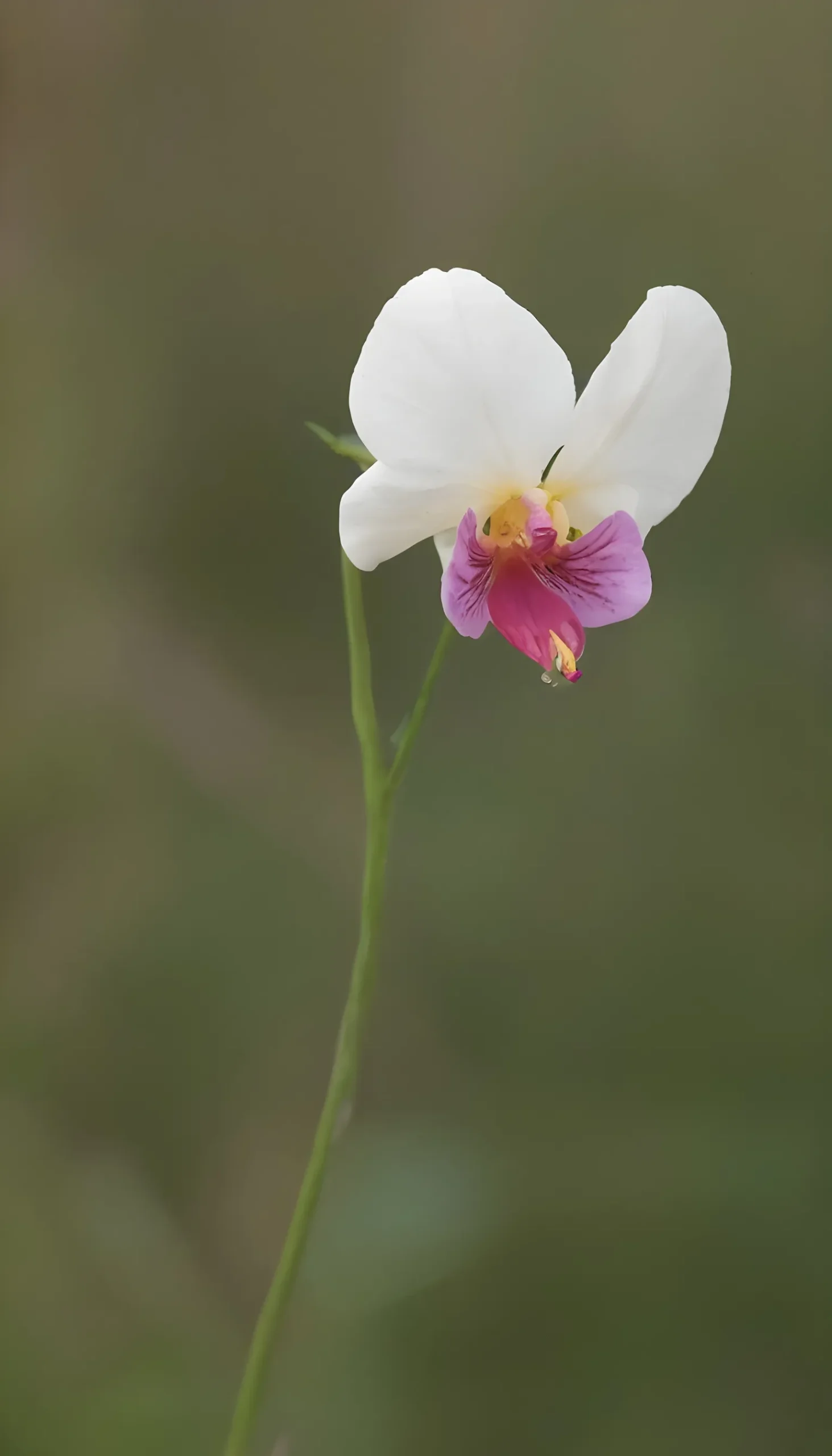 ফুলের ছবি সুন্দর সুন্দর ৪
