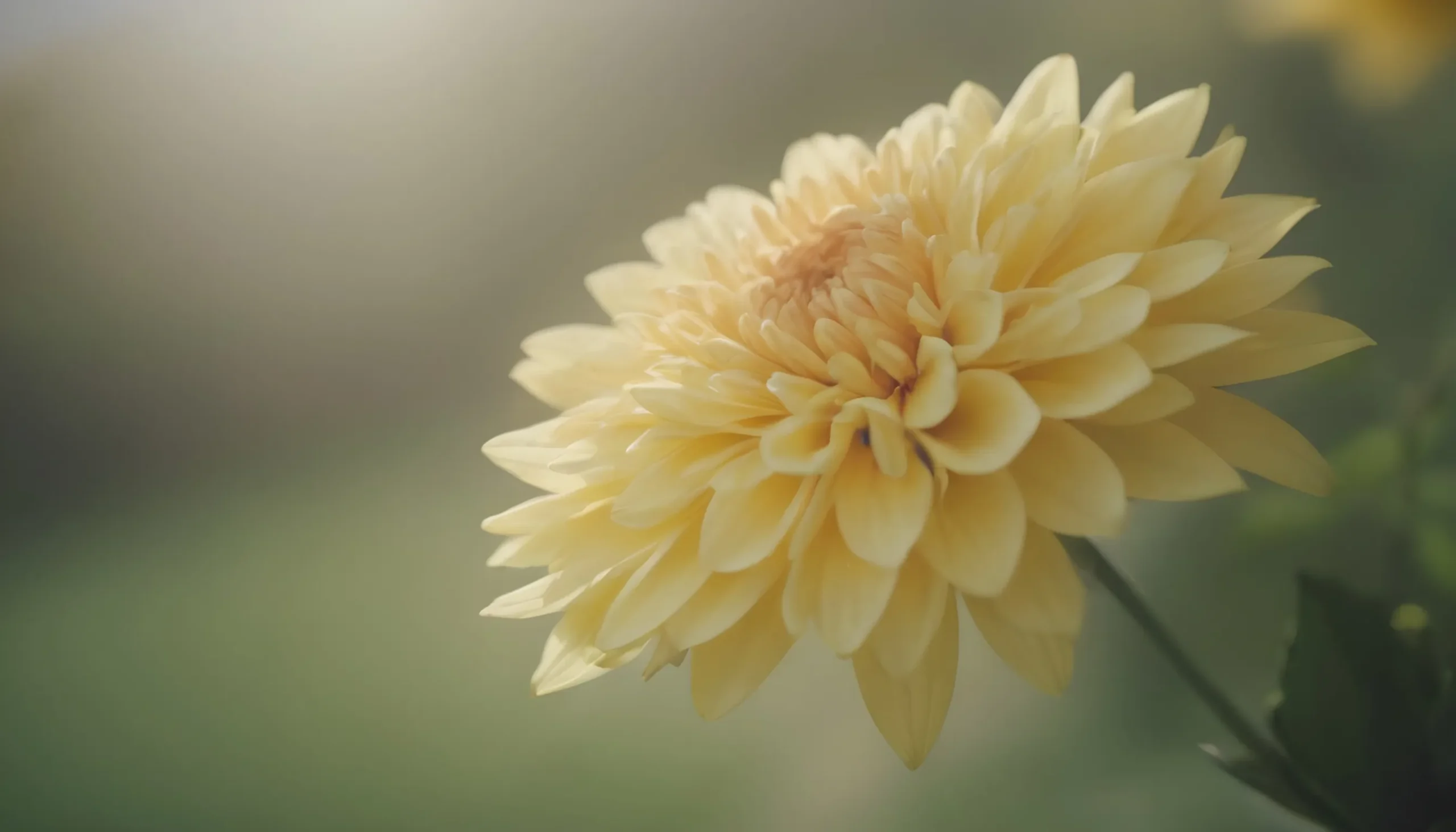 ফুলের পিক নতুন HD Pic 12