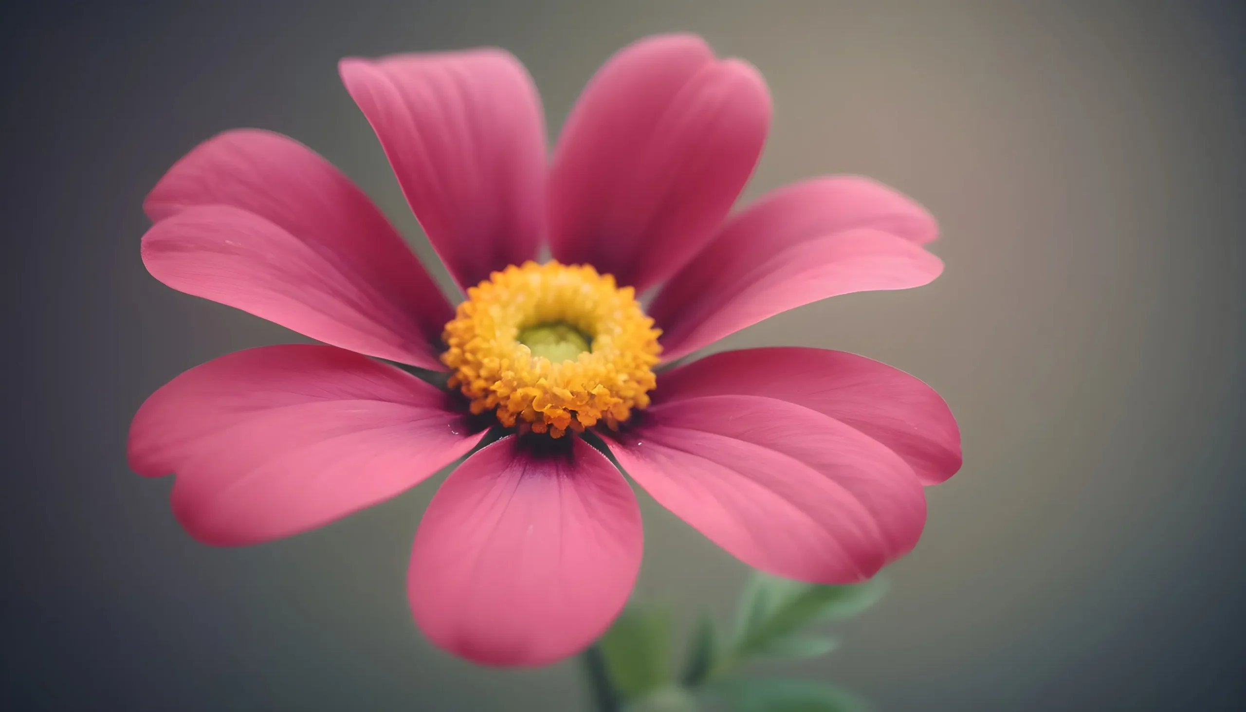 বিভিন্ন ফুলের ছবি ৮