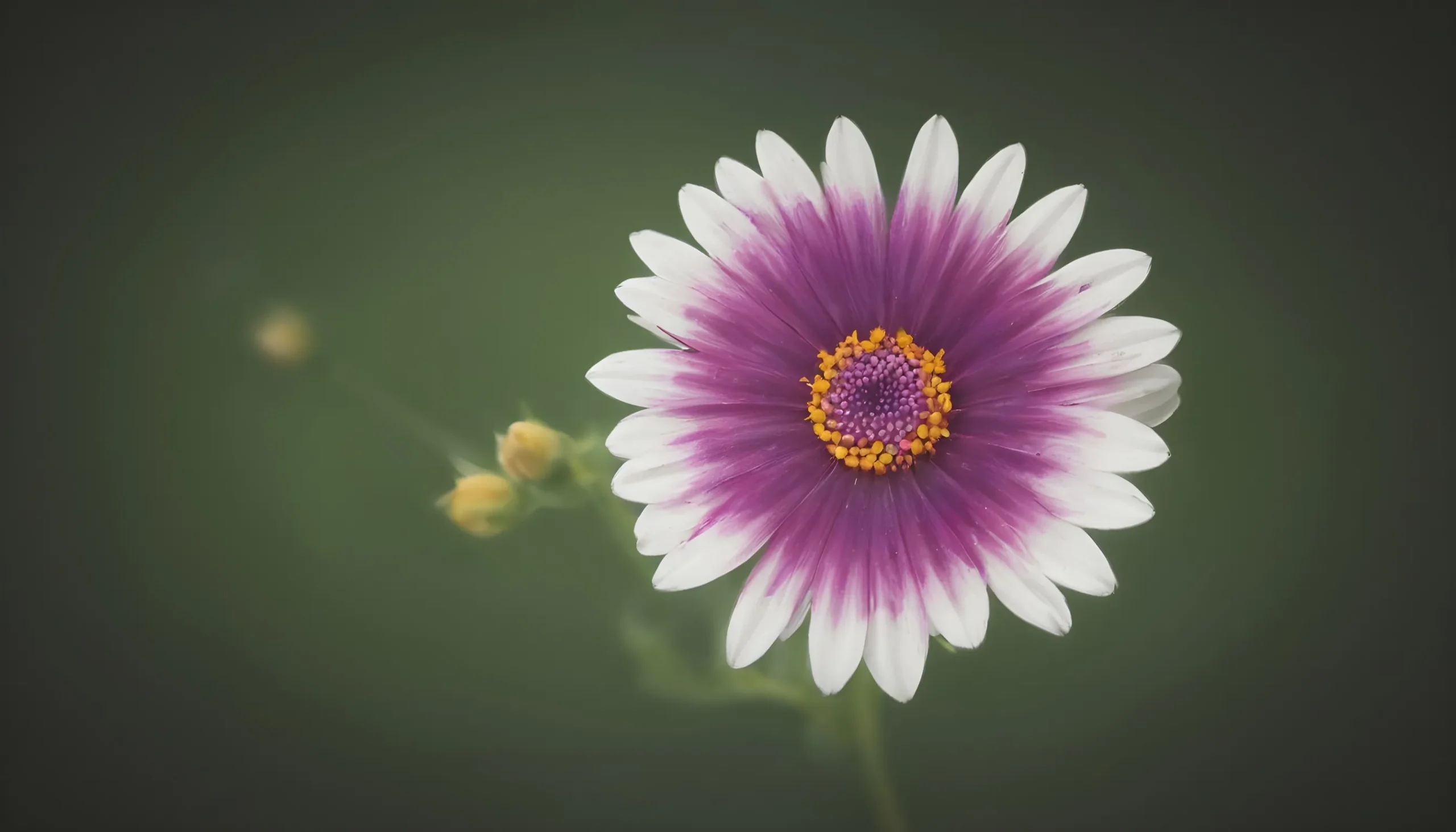 বিভিন্ন ফুলের ছবি ৫