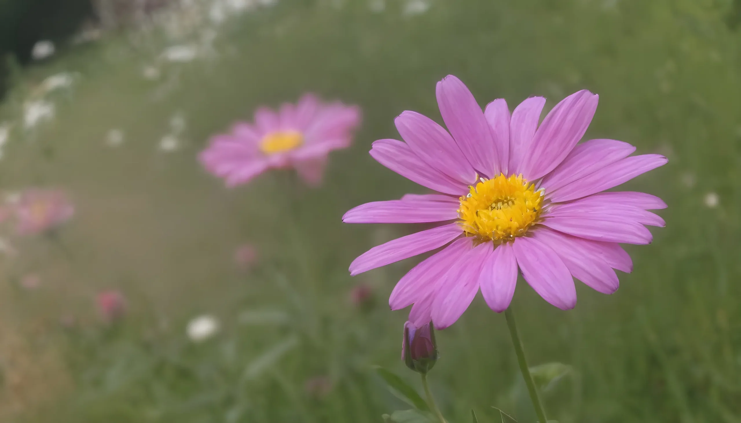 বিভিন্ন ফুলের ছবি ৩