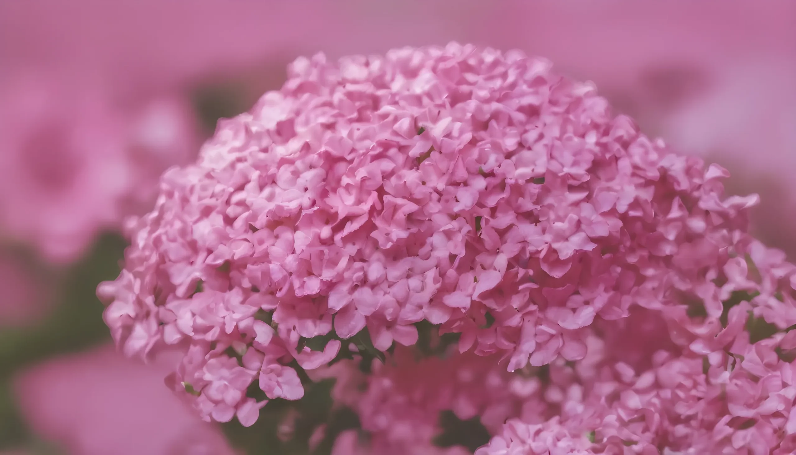 ফুলের পিক নতুন HD Pic 8