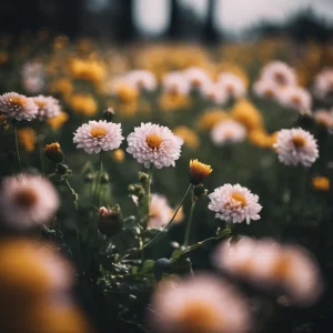 ফুলের ছবি ১