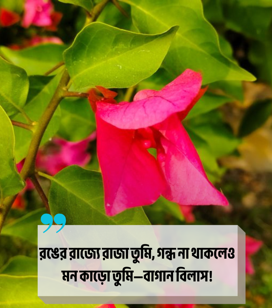 বাংলা শায়েরী বাগান বিলাস ফুল