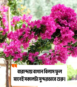 বাগান বিলাস ফুল নিয়ে ক্যাপশন 1