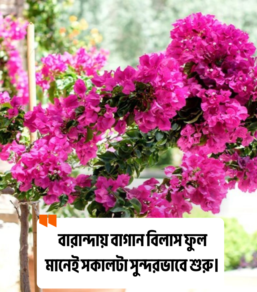 বাগান বিলাস ফুল নিয়ে ক্যাপশন
