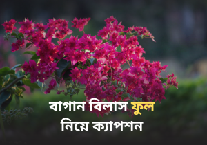 বাগান বিলাস ফুল নিয়ে ক্যাপশন