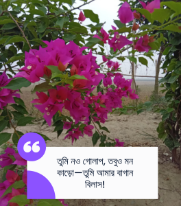 বাগান বিলাস ফুল নিয়ে ক্যাপশন ও শায়েরী