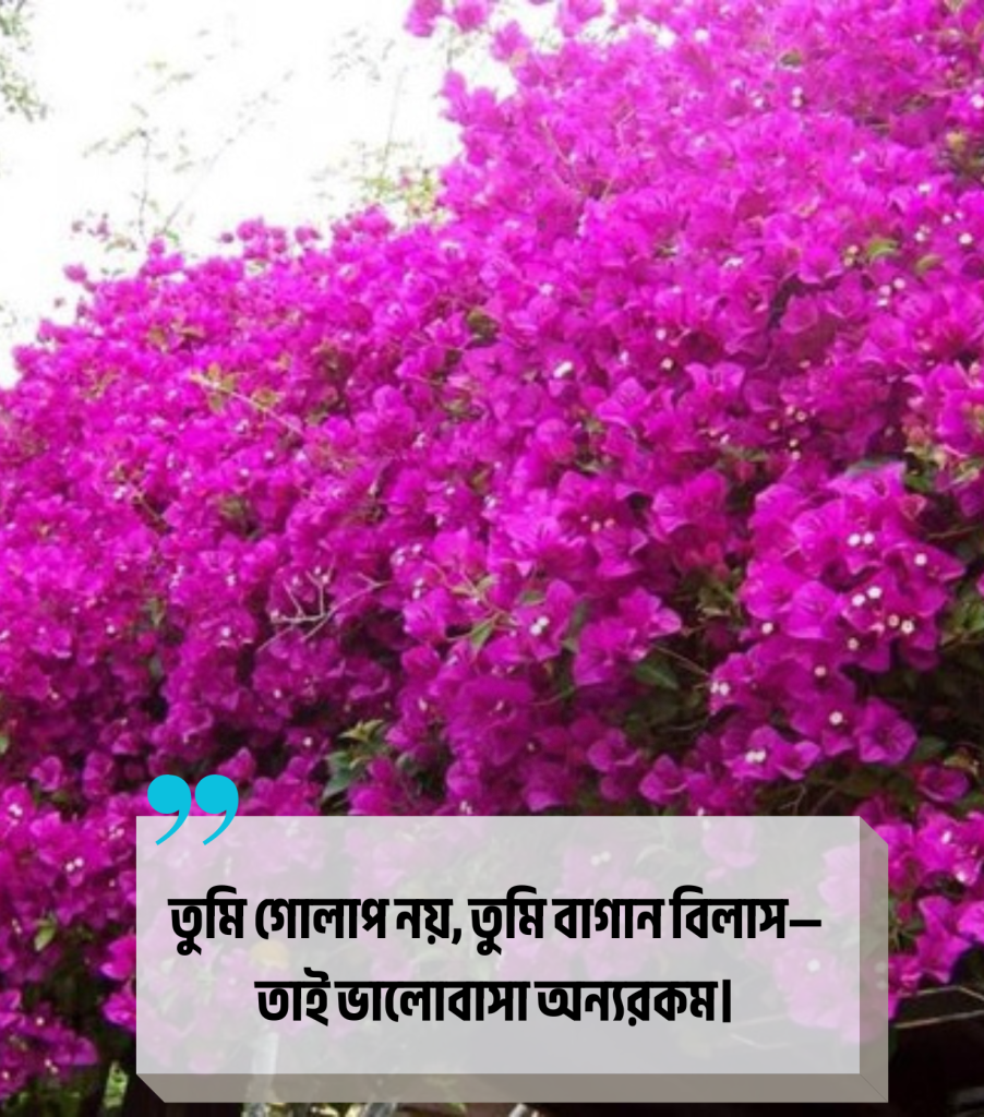 বাগান বিলাস ফুল নিয়ে রোমান্টিক ক্যাপশন