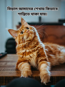 বিড়াল আমাদের শেখায় কিভাবে শান্তিতে থাকা যায়.png