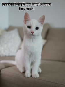 বিড়ালের উপস্থিতি ঘরে শান্তি ও বরকত নিয়ে আসে.png