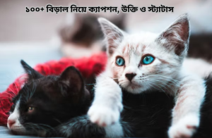 ১০০+ বিড়াল নিয়ে ক্যাপশন, উক্তি ও স্ট্যাটাস.png