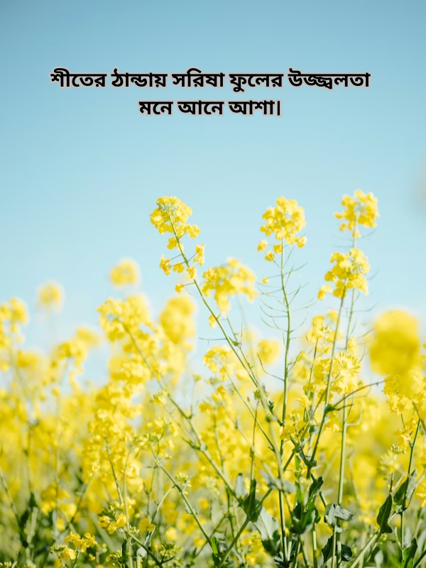 শীতের ঠান্ডায় সরিষা ফুলের উজ্জ্বলতা মনে আনে আশা।.png