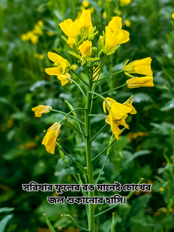 সরিষার ফুলের রঙ মানেই চোখের জল শুকানোর হাসি।.png