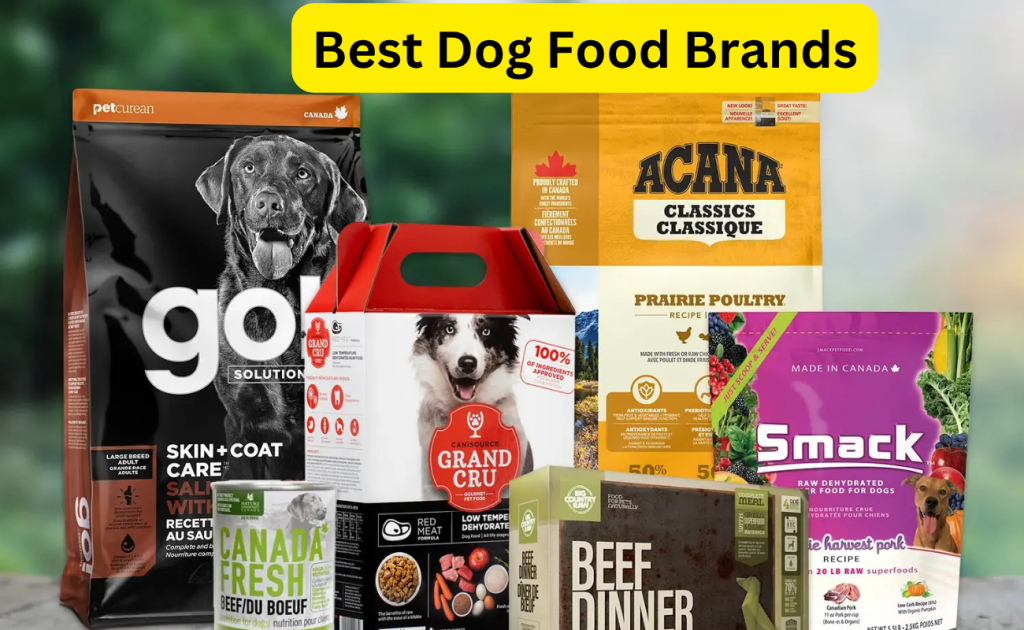 Best Dog Food Brands: A Simple Guide to Picking the Right One for Your Pup Best Dog Food Brands: A Simple Guide to Picking the Right One for Your Pup