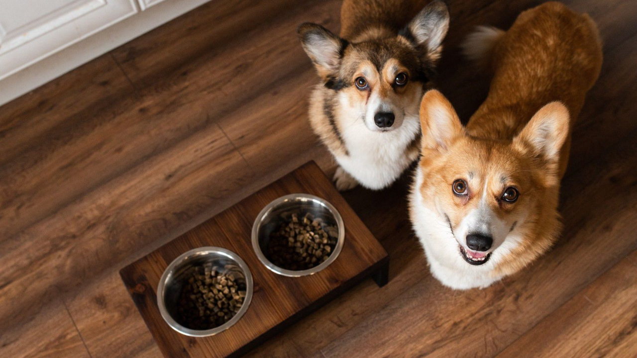 Best Dog Food Brands: A Simple Guide to Picking the Right One for Your Pup 3 What to Look for on the Label